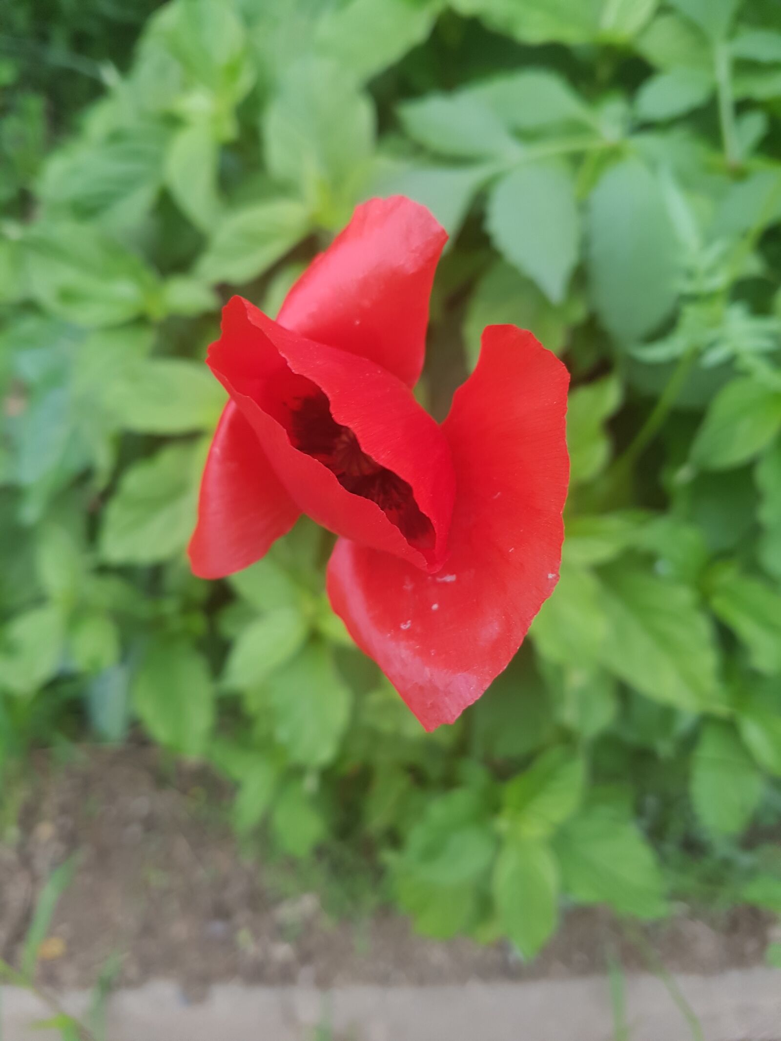 Samsung Galaxy S7 sample photo. A rare flower, flower photography