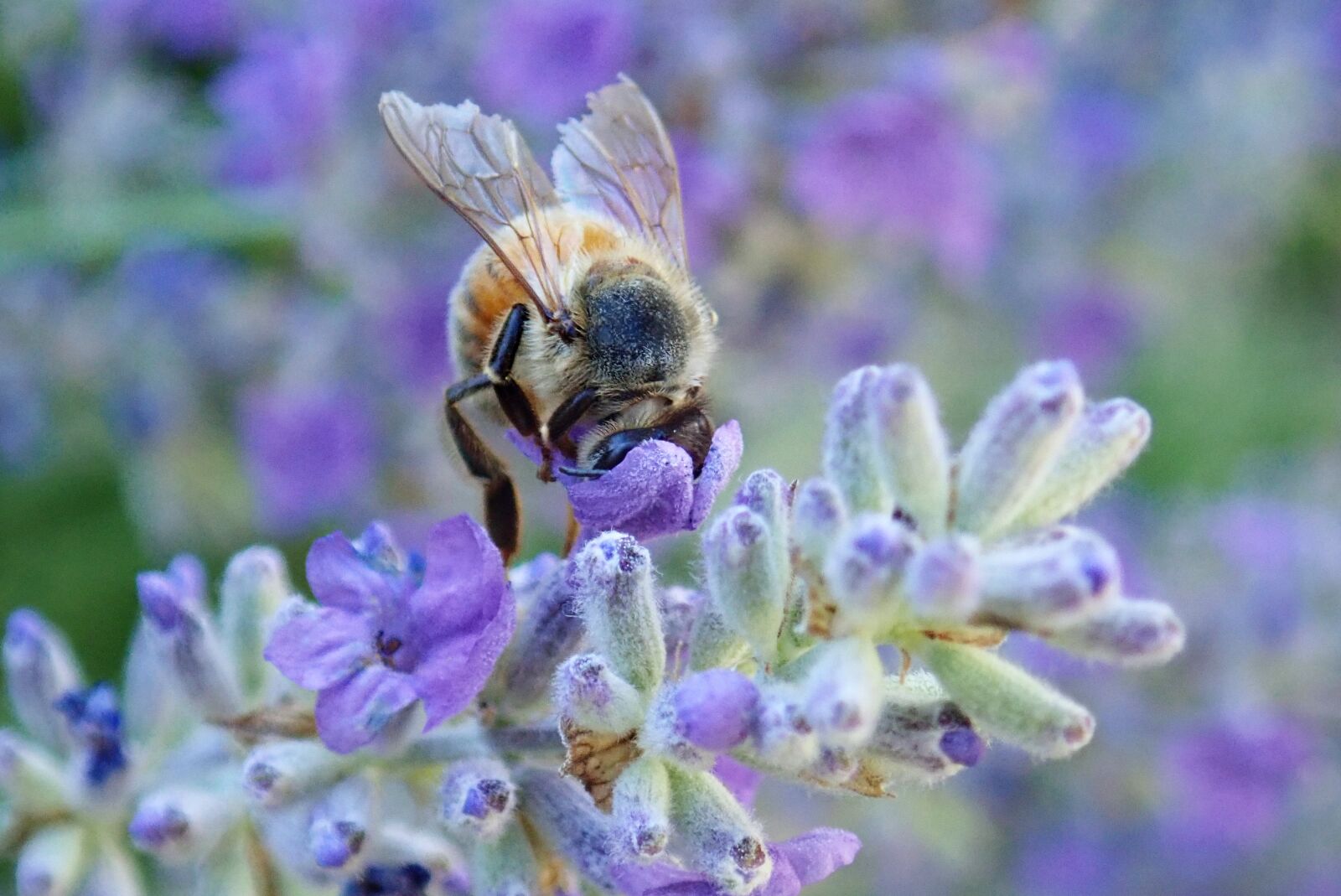 Olympus TG-5 sample photo. Bee, insect, pollen photography