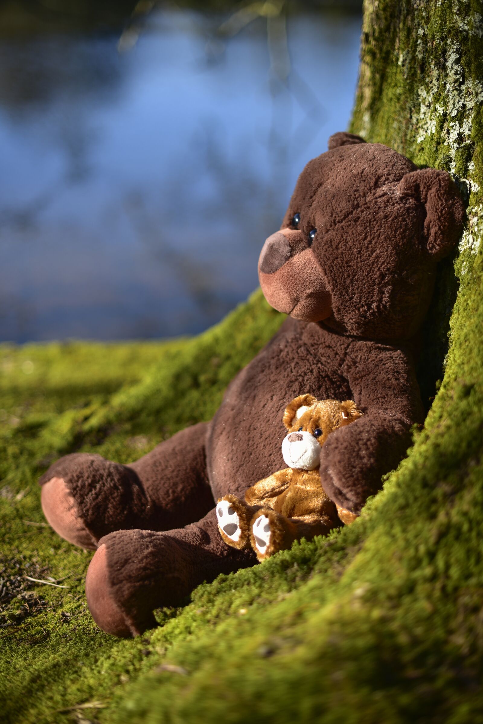 Nikon D750 sample photo. Teddy, soft toy, toy photography