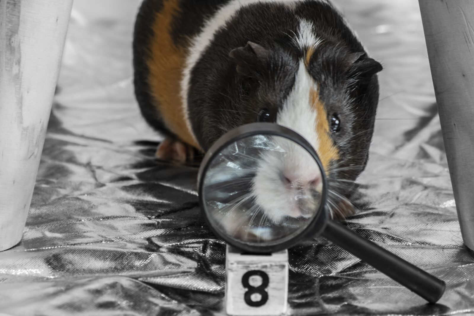 Nikon D3300 sample photo. Pet, guinea pig, magnifying photography
