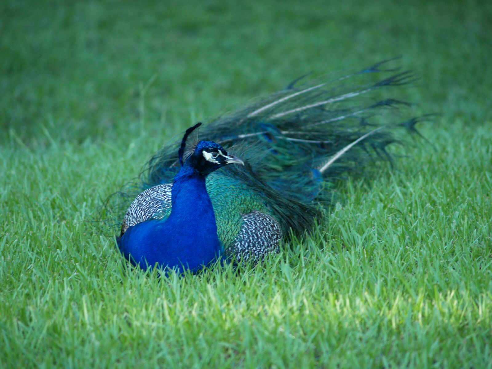 Olympus Zuiko Digital 40-150mm F3.5-4.5 sample photo. Peacock photography