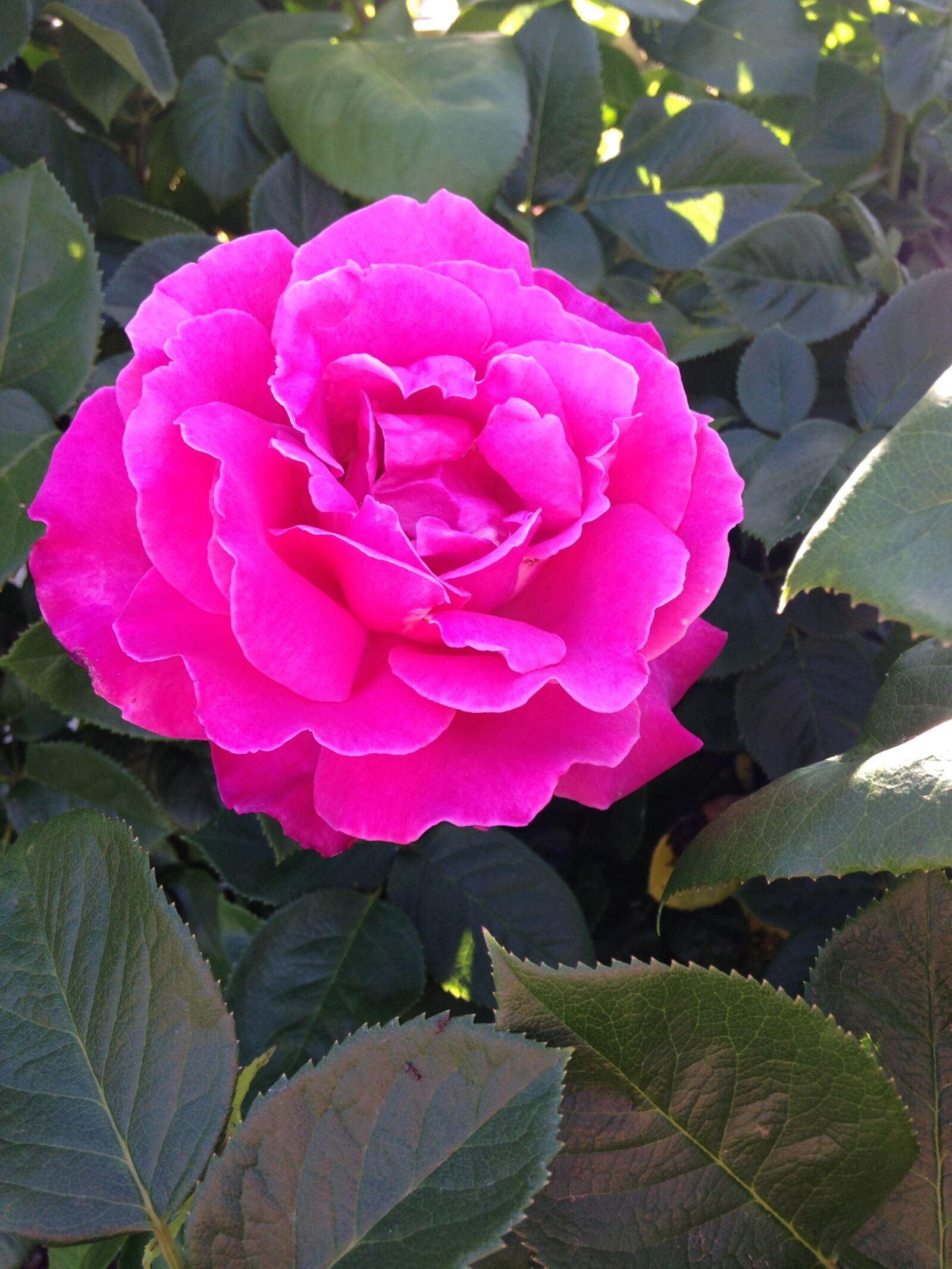 iPhone 5c back camera 4.12mm f/2.4 sample photo. Pink, rose, blossom photography