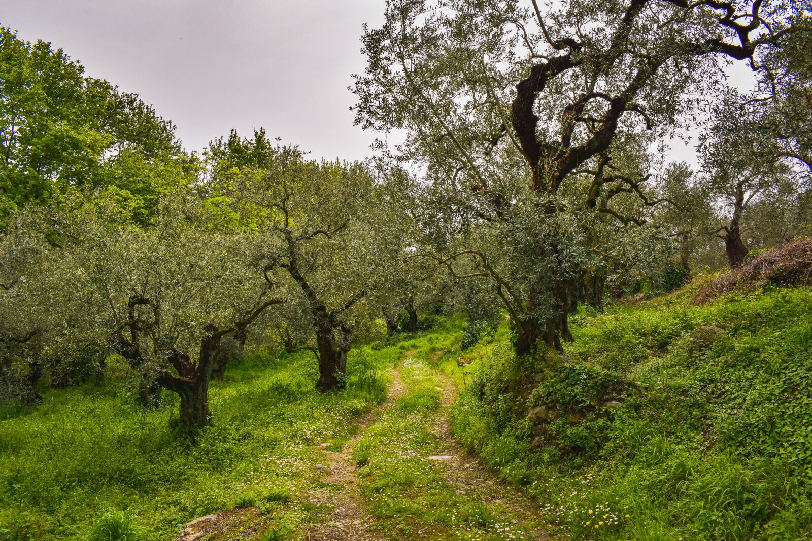 Nikon D3300 sample photo. Olive grove, olive tree photography