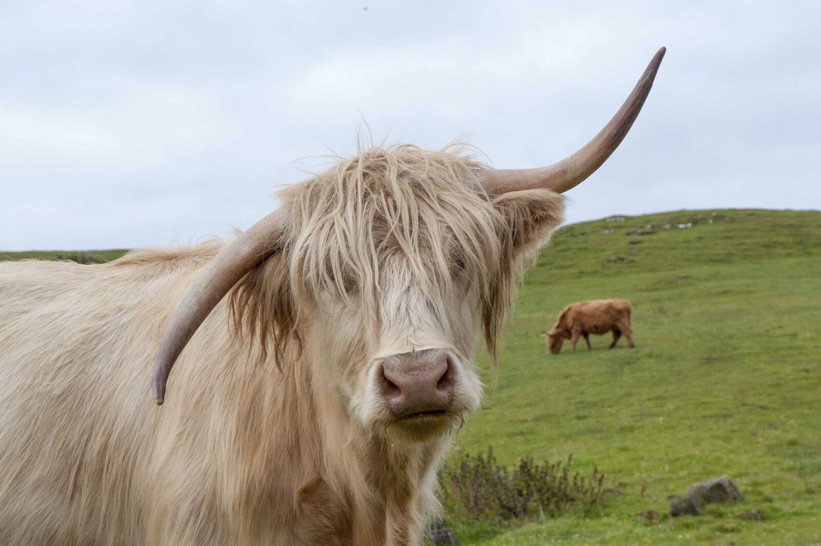 Nikon D100 sample photo. Highland cow, scotland, highland photography