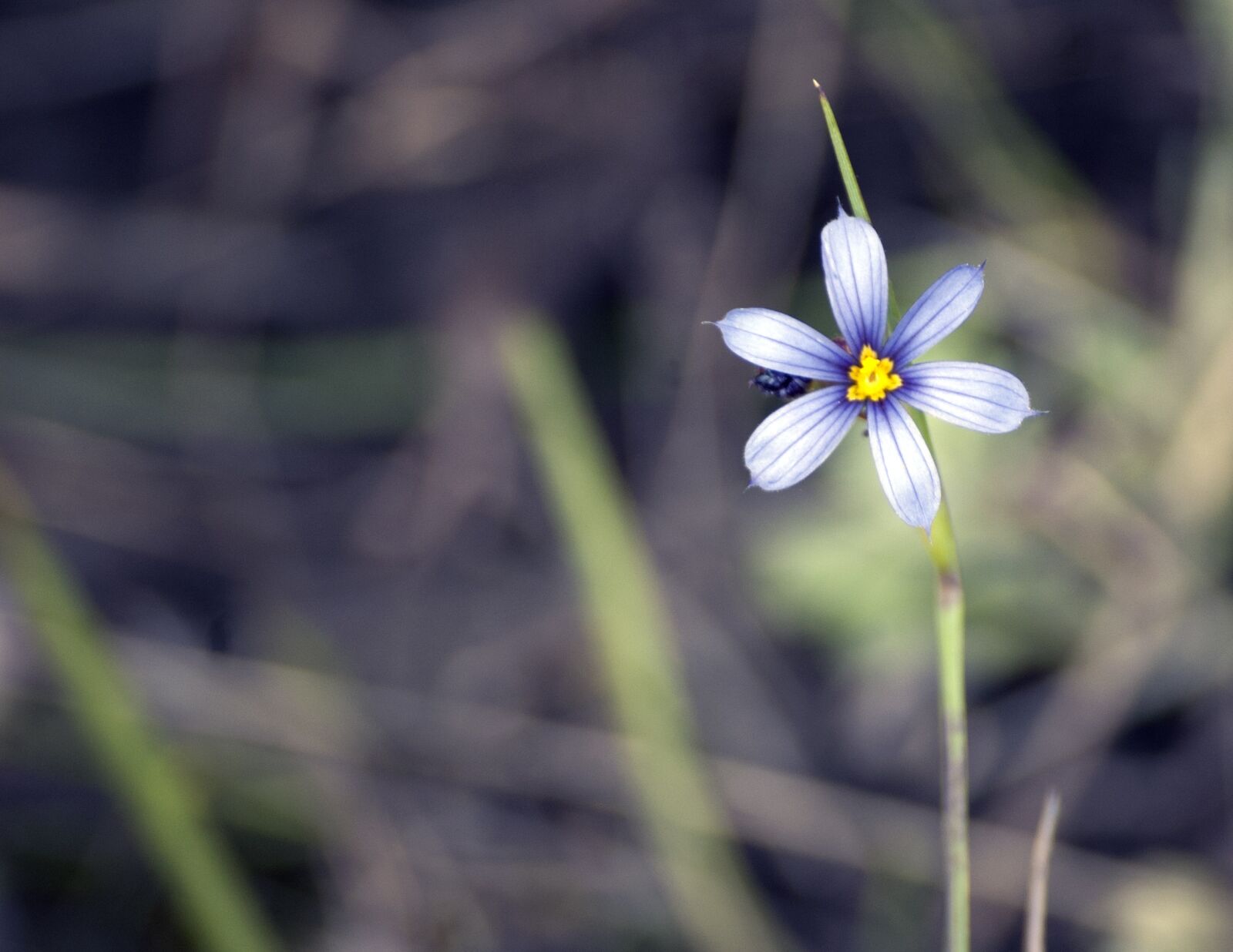 Nikon D50 sample photo. Flower, wildflower, nature photography