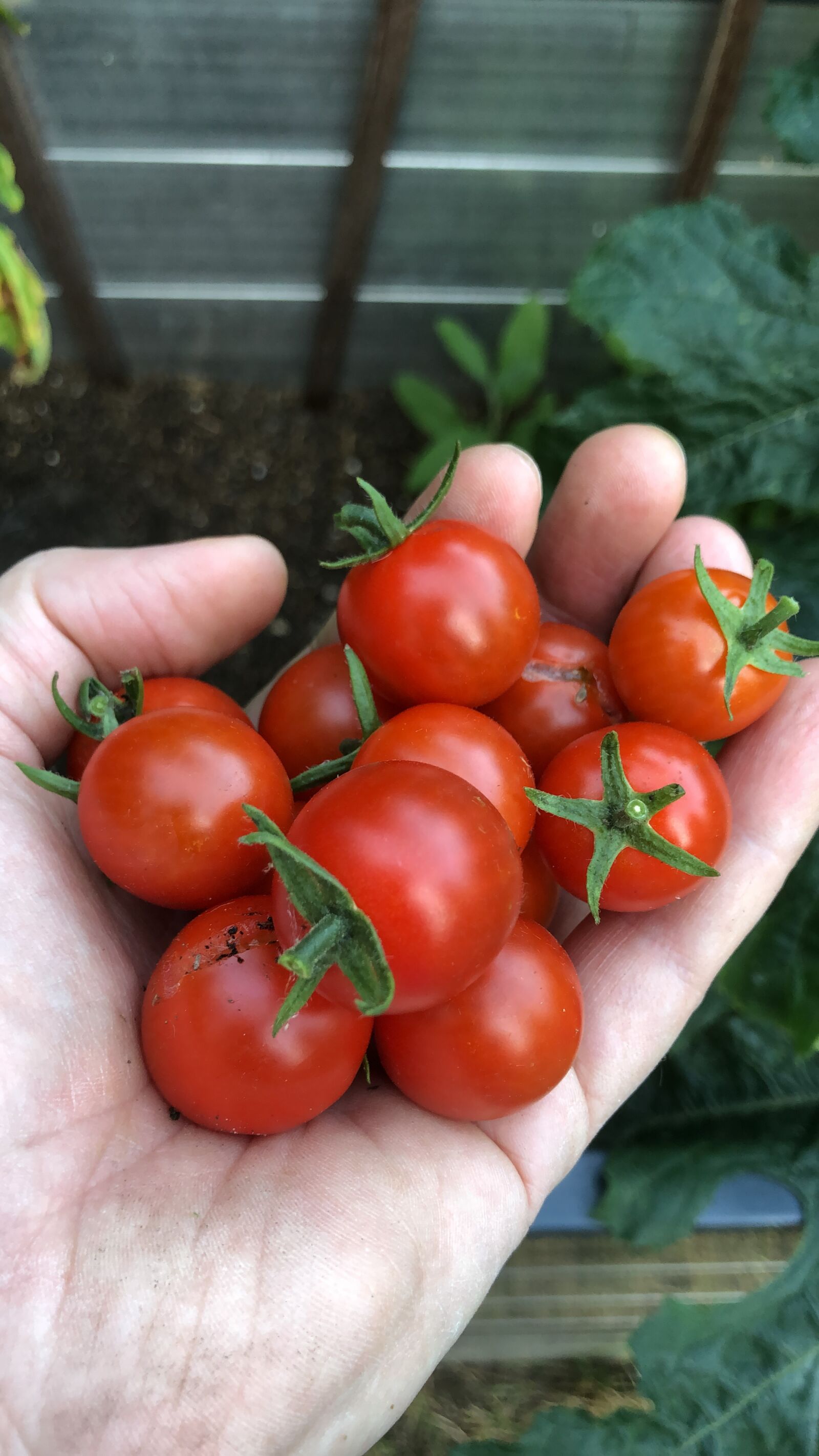 iPhone 8 Plus back camera 3.99mm f/1.8 sample photo. Hand, tomatoes, harvest photography