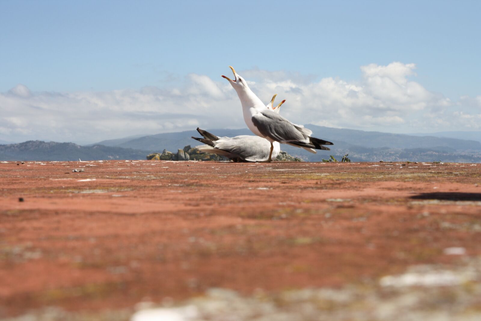 Canon EOS 1000D (EOS Digital Rebel XS / EOS Kiss F) sample photo. Seagulls, sky, mount photography