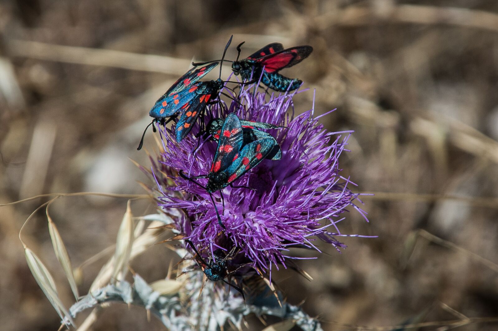 Nikon D70 sample photo. Beetle, beetle family, close photography