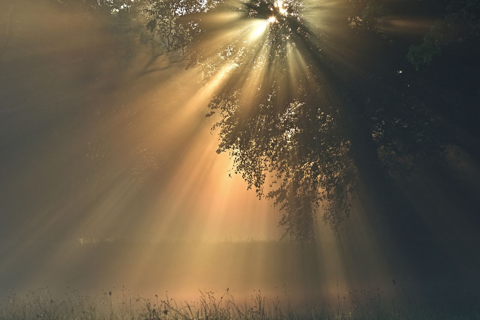 Nikon D5200 sample photo. Sunrise, tree, leaves photography