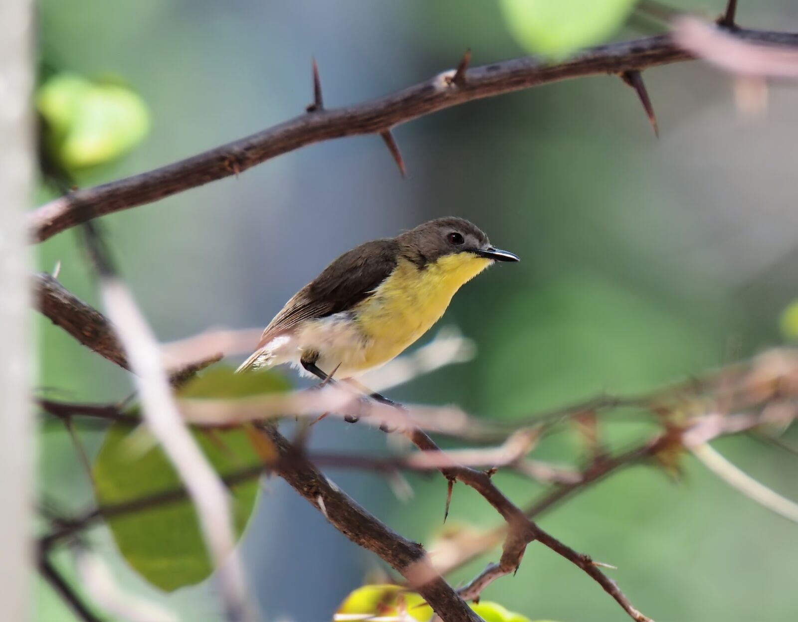 Olympus OM-D E-M1 sample photo. Small, cute, bird photography