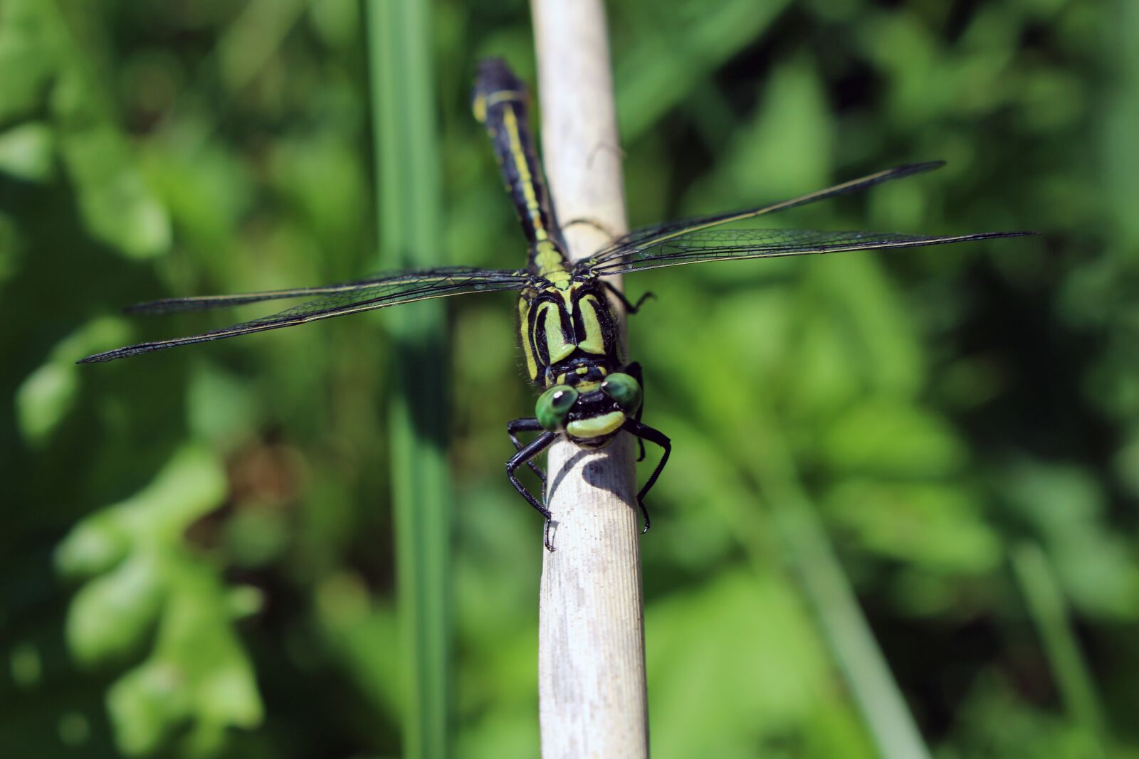 Canon EOS 700D (EOS Rebel T5i / EOS Kiss X7i) sample photo. Dragonfly, insect, close up photography
