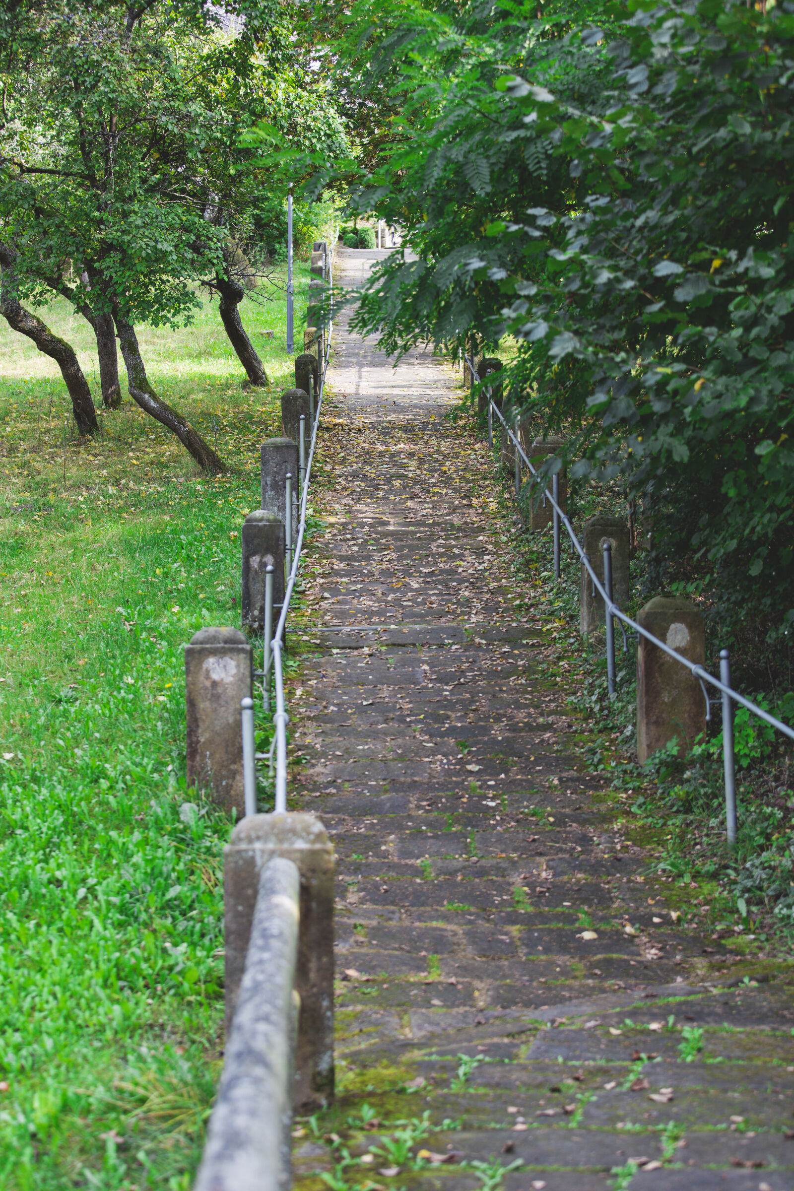 Canon EOS 5D Mark III sample photo. Nature, forest, trees, grass photography