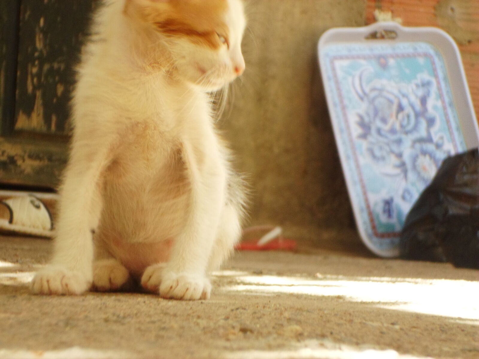 Samsung ES95 sample photo. Cat, sitting, outdoors photography