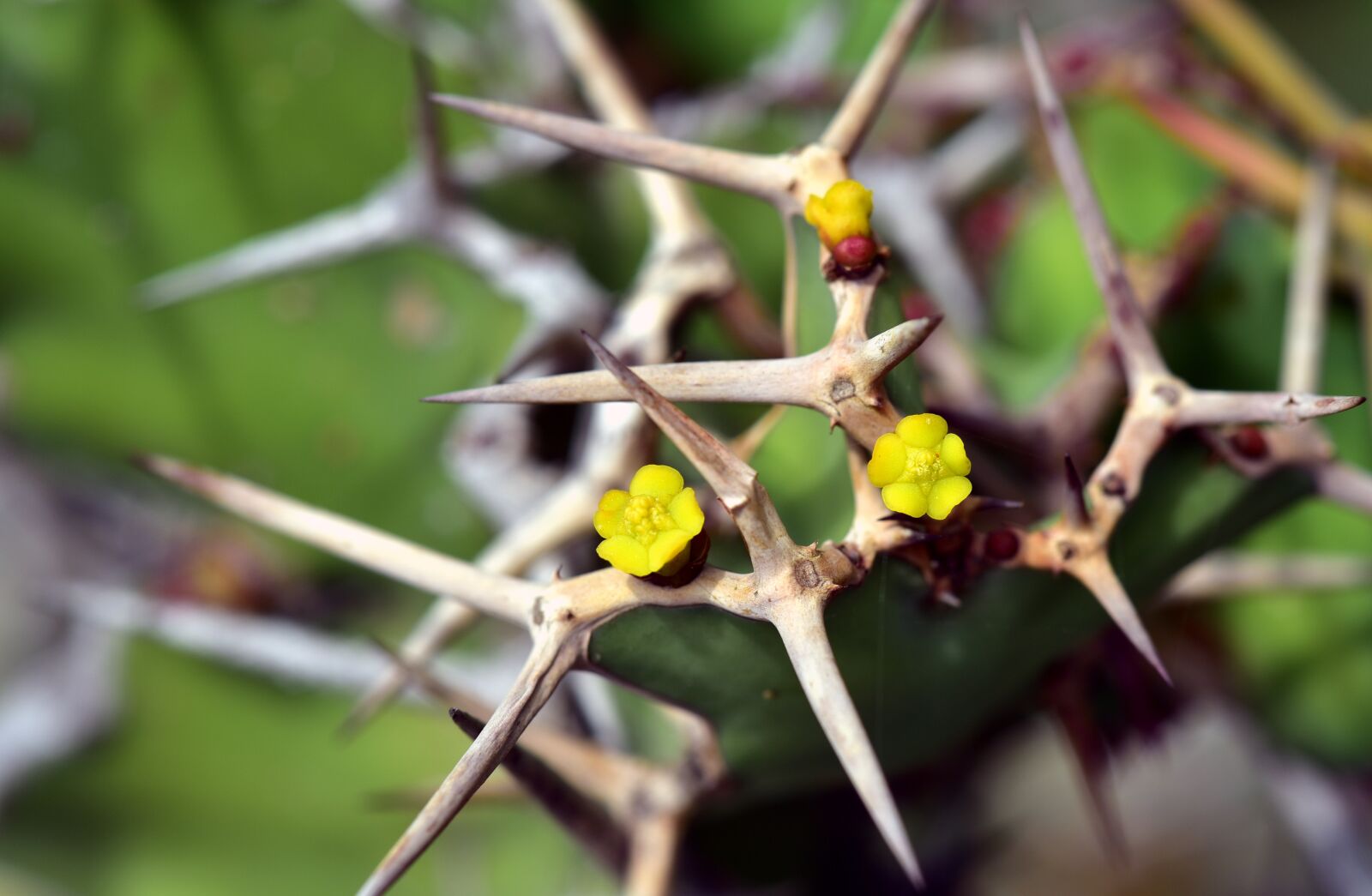 Nikon D750 sample photo. Thorns, blossom, bloom photography