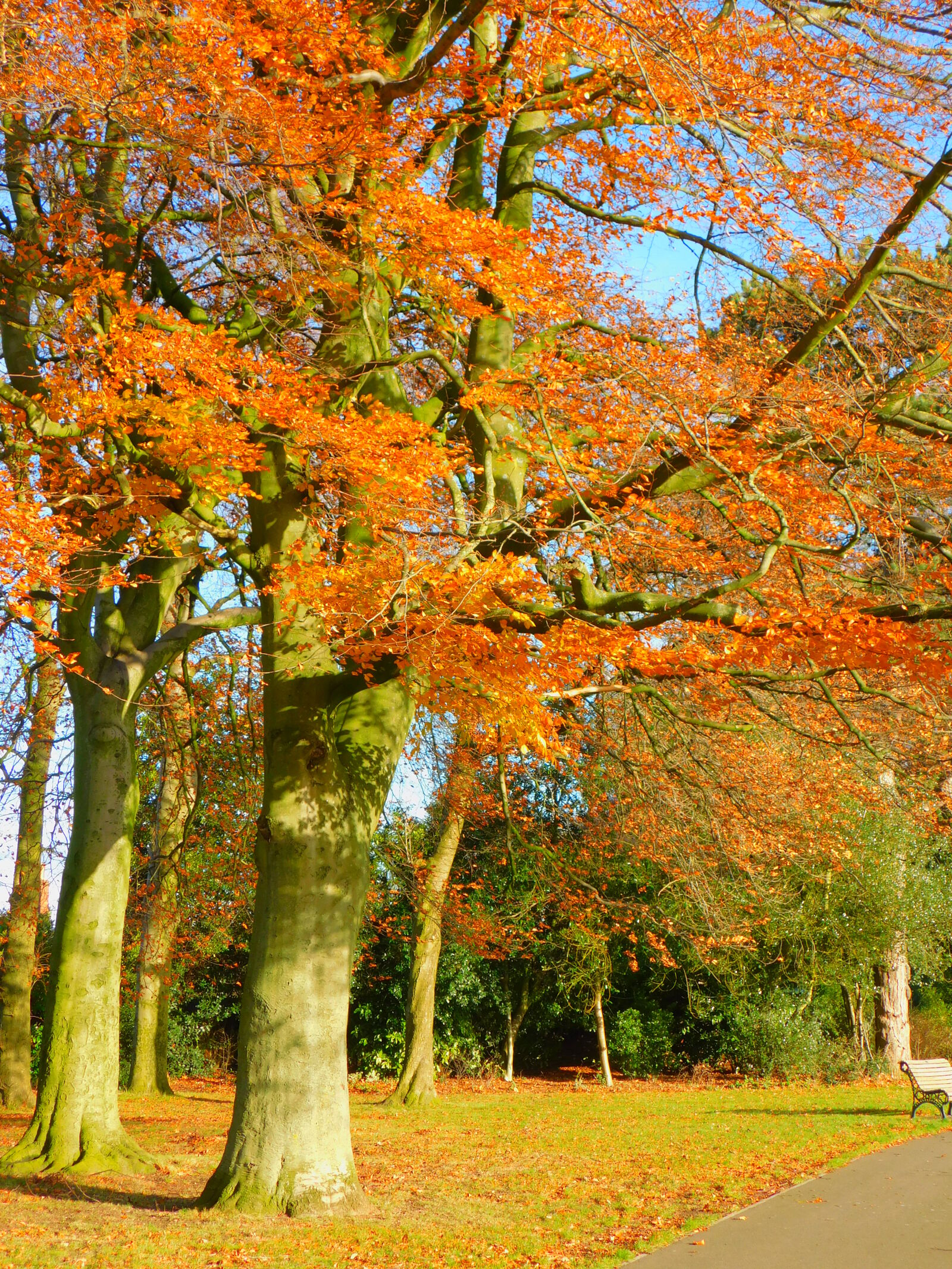 Nikon Coolpix B500 sample photo. Autumn, leaves photography