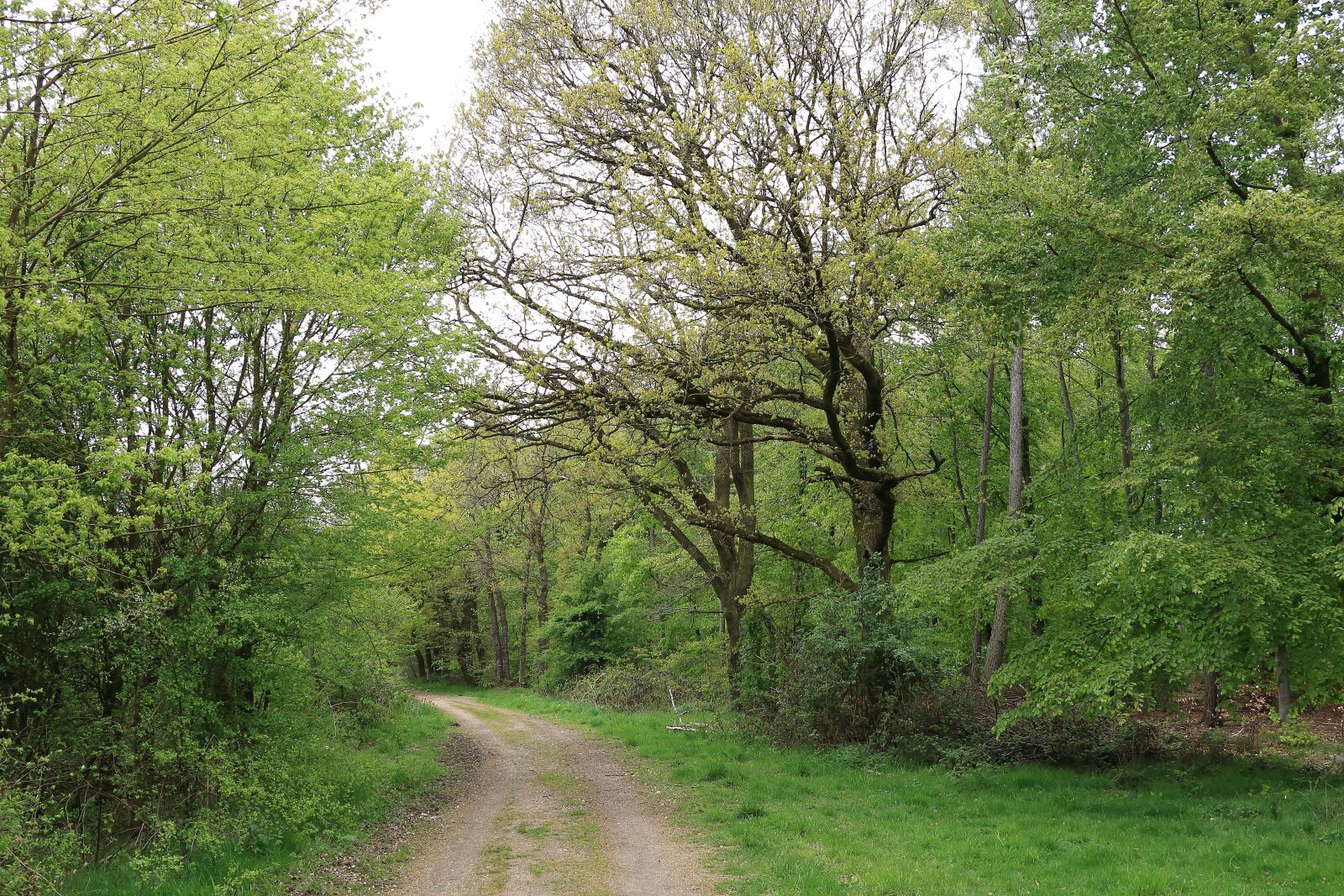 Canon EOS 700D (EOS Rebel T5i / EOS Kiss X7i) sample photo. Forest, tree, away photography