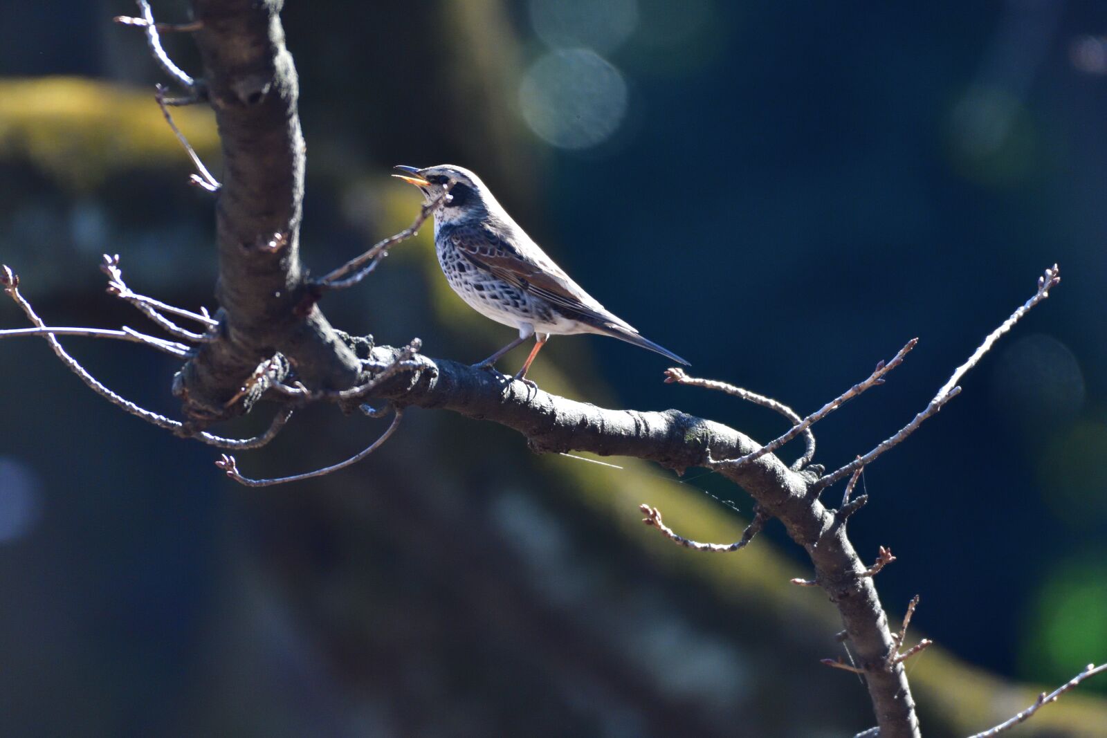 Nikon D500 sample photo. Bird, wild animals, natural photography