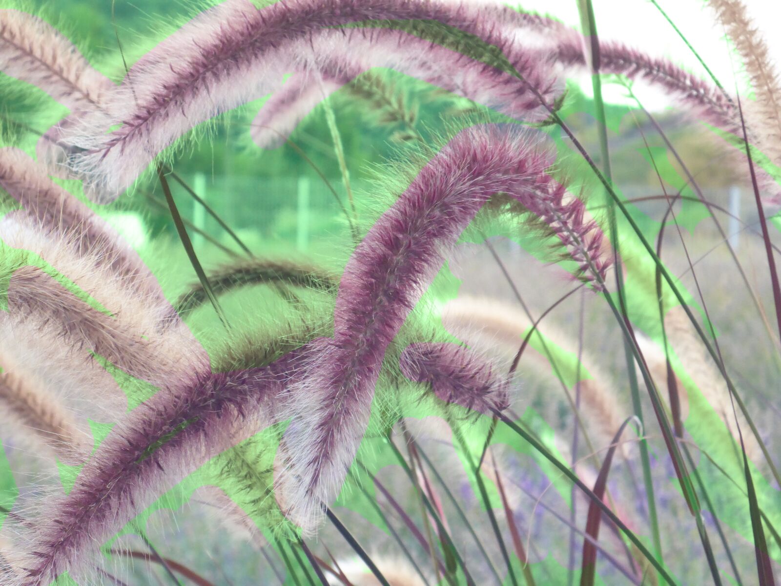 Panasonic Lumix DMC-TS5 (Lumix DMC-FT5) sample photo. Cherry sparkler fountain grass photography