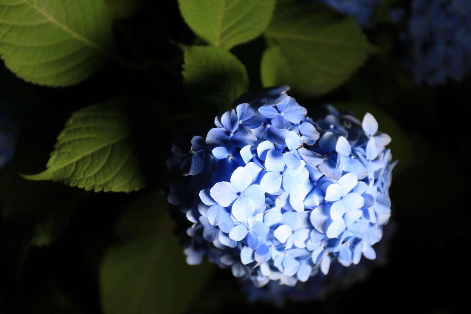 Canon EF 24-70mm F4L IS USM sample photo. Hydrangea, flowers, park photography