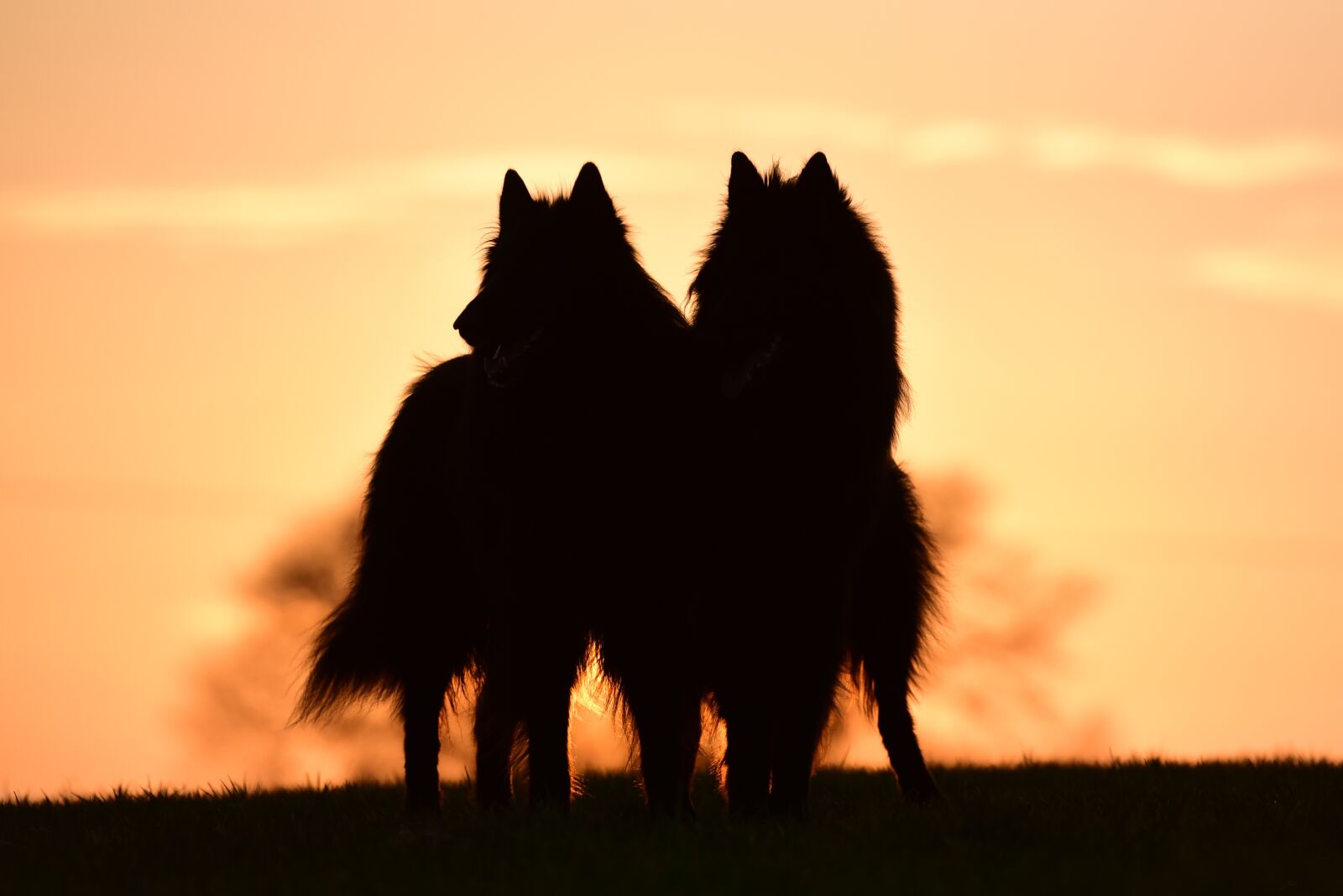 Nikon D750 sample photo. Sunset, dogs, belgian shepherd photography