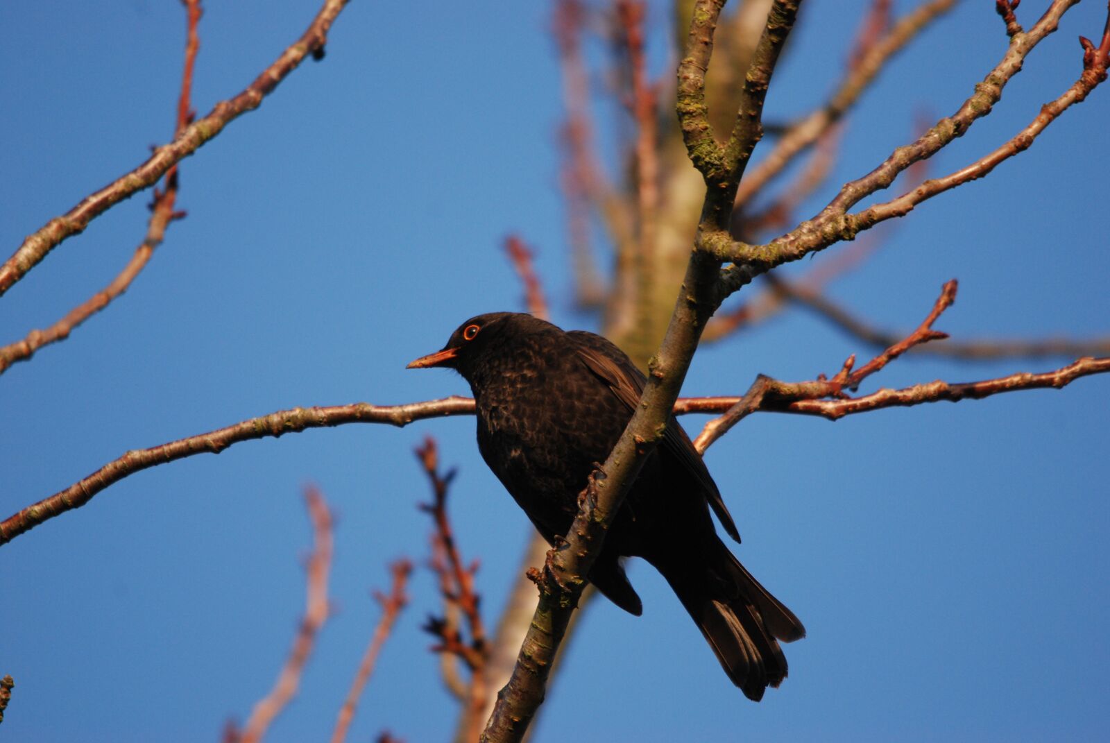 Nikon D80 sample photo. Nature, bird, blackbird photography