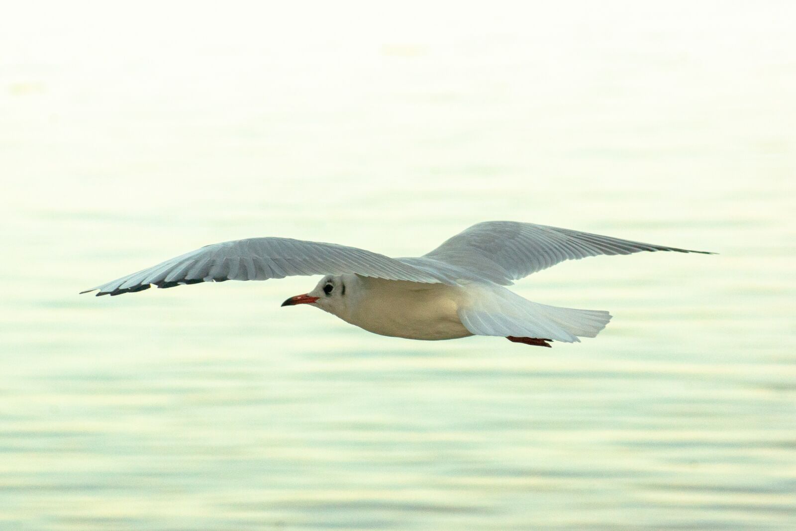 Sony SLT-A77 sample photo. Gaivota, seagull, mouette photography