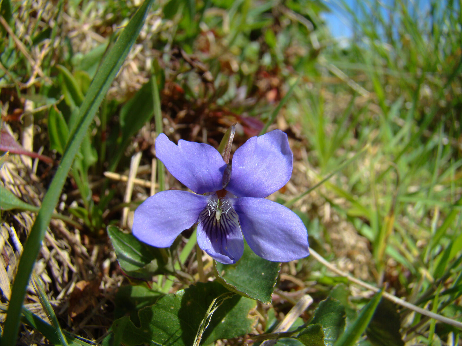 Sony Cyber-shot DSC-H50 sample photo. Blue, flower, purple, spring photography