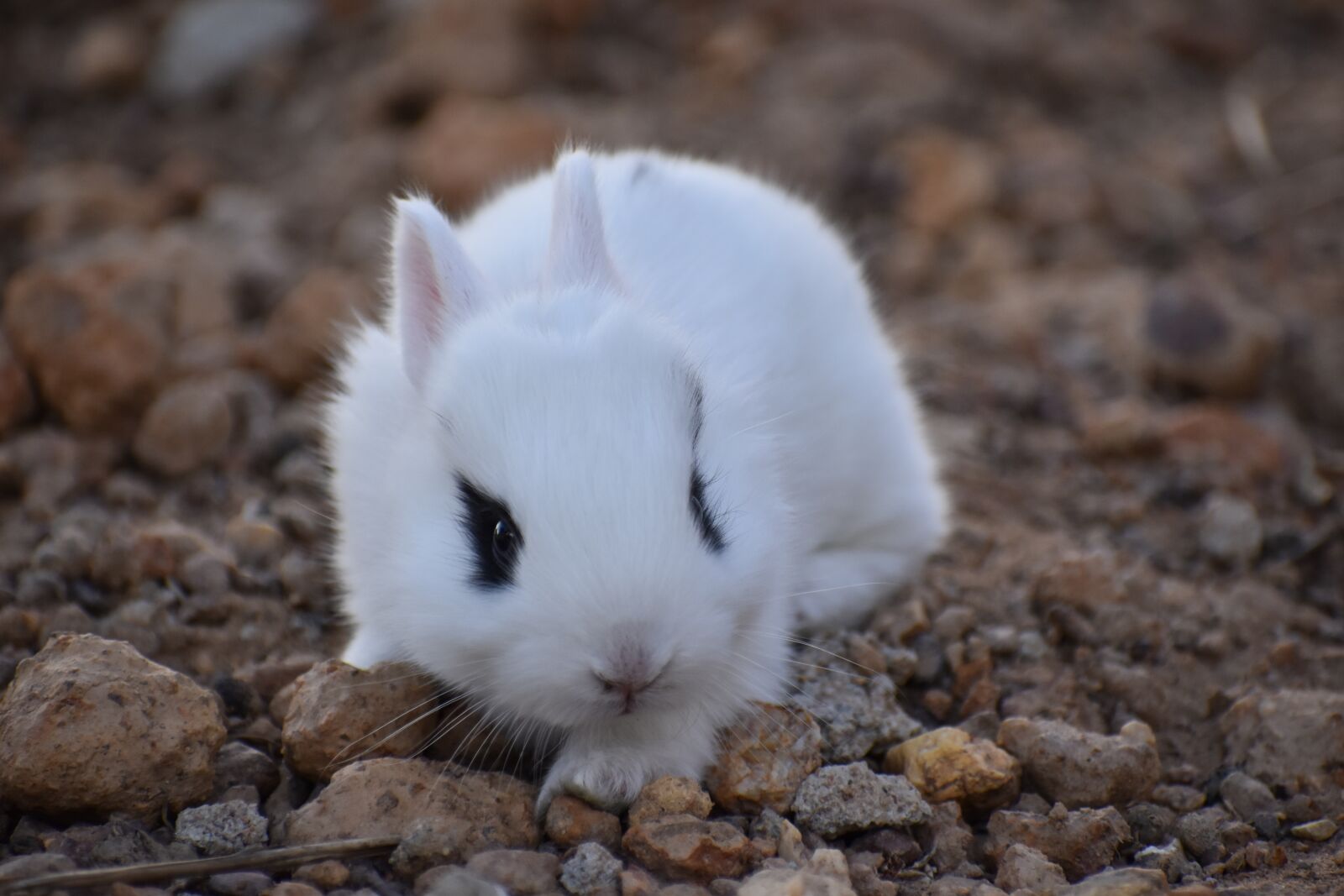 Nikon D5500 sample photo. Nature, little, cute photography