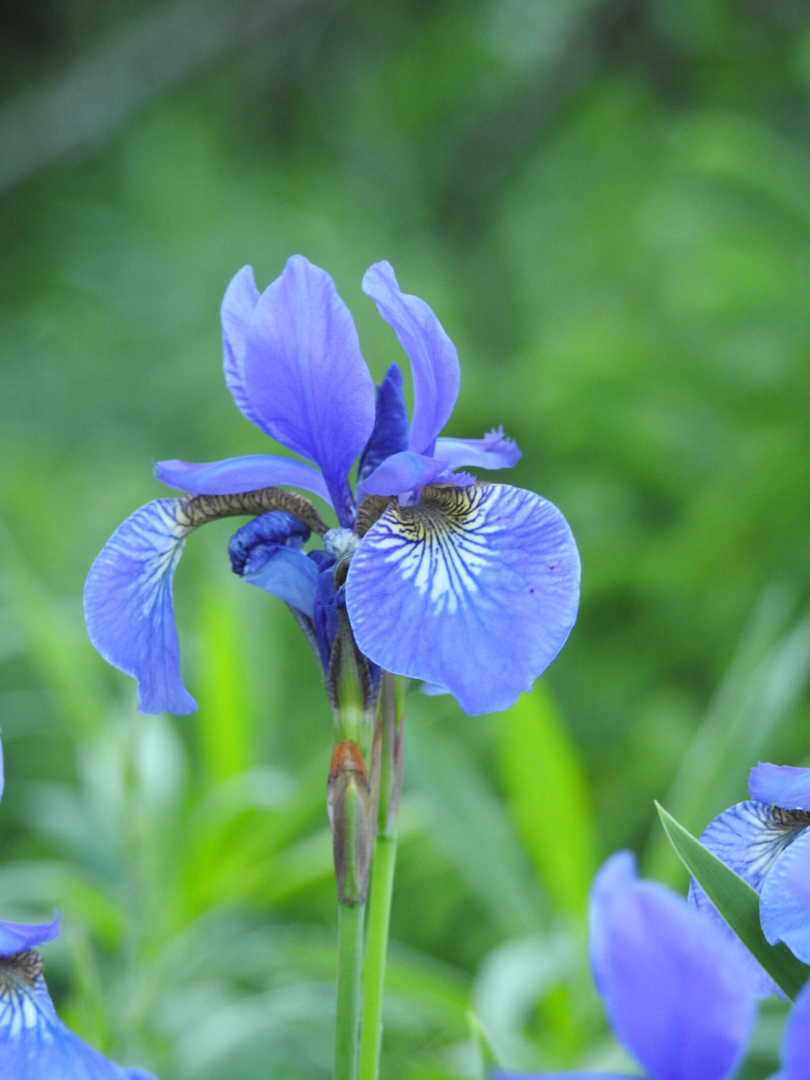 Nikon Coolpix P900 sample photo. Iris, flower, macro photography