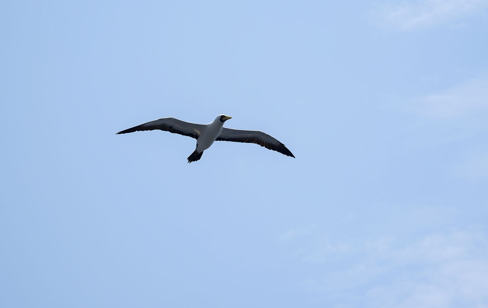 Nikon D750 sample photo. Seagull, bird, sea photography