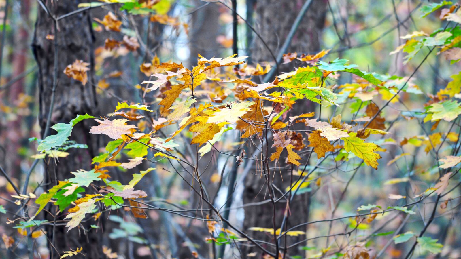 Nikon D5100 sample photo. Landscape, leaves, trees photography