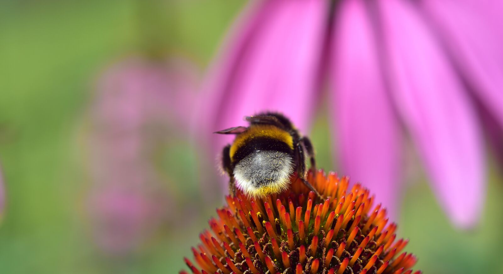Nikon D750 sample photo. Hummel, rear, wrong photography