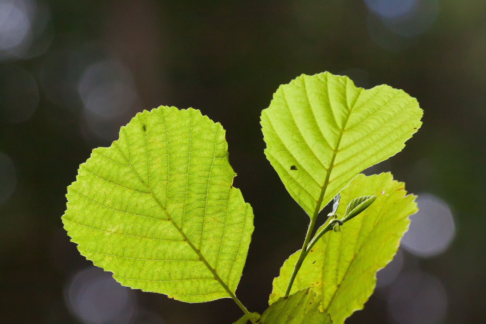 Canon EOS 50D sample photo. Leaf, green, summer photography