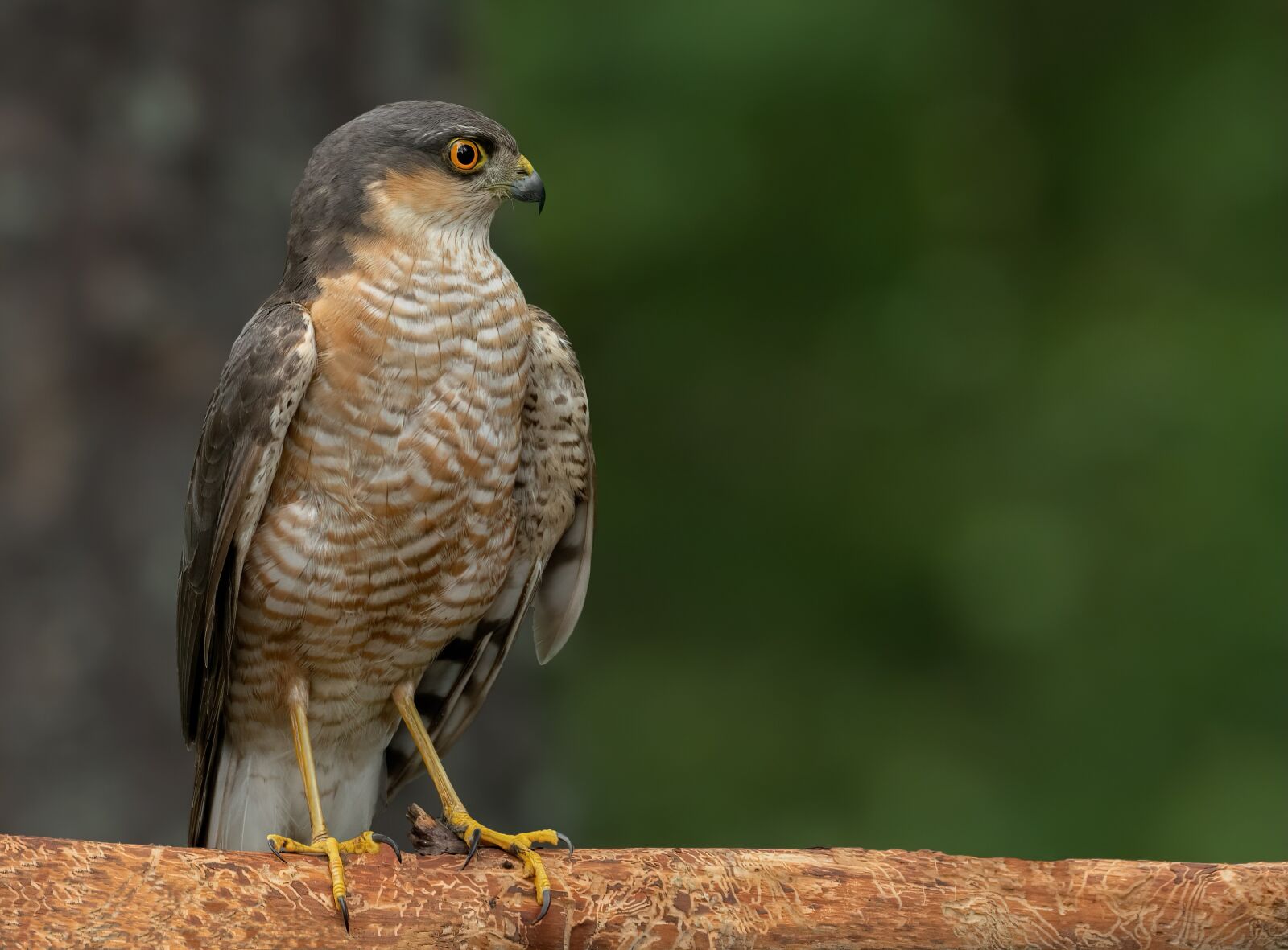 Nikon D7100 sample photo. Sparrow, hawk, bird photography