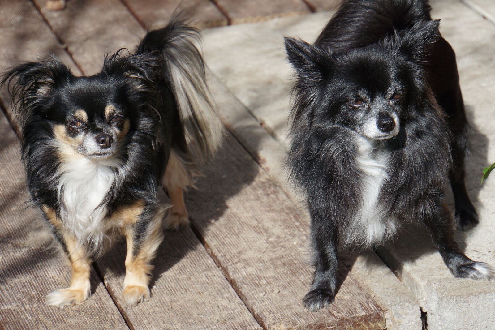 Sony a6000 sample photo. Chihuahua, double pack, dogs photography