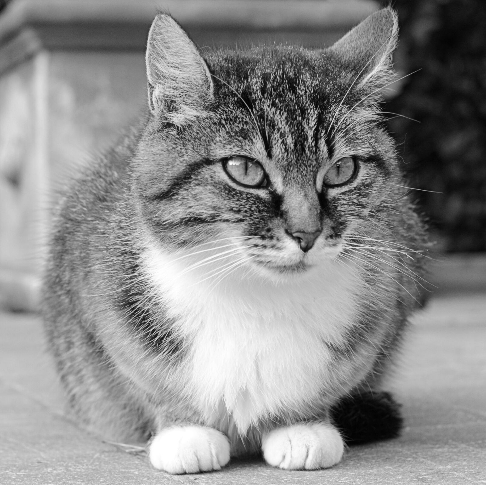 Nikon D5200 sample photo. Cat, animal, cats photography