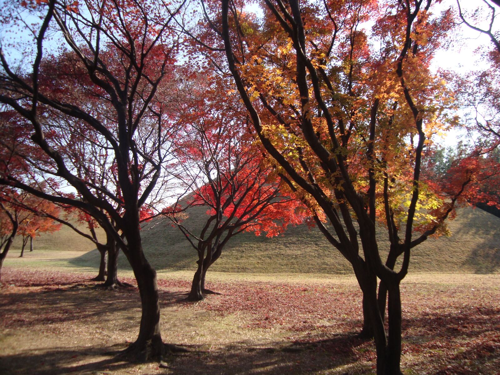 Sony Cyber-shot DSC-W130 sample photo. Tree, autumn, nature photography