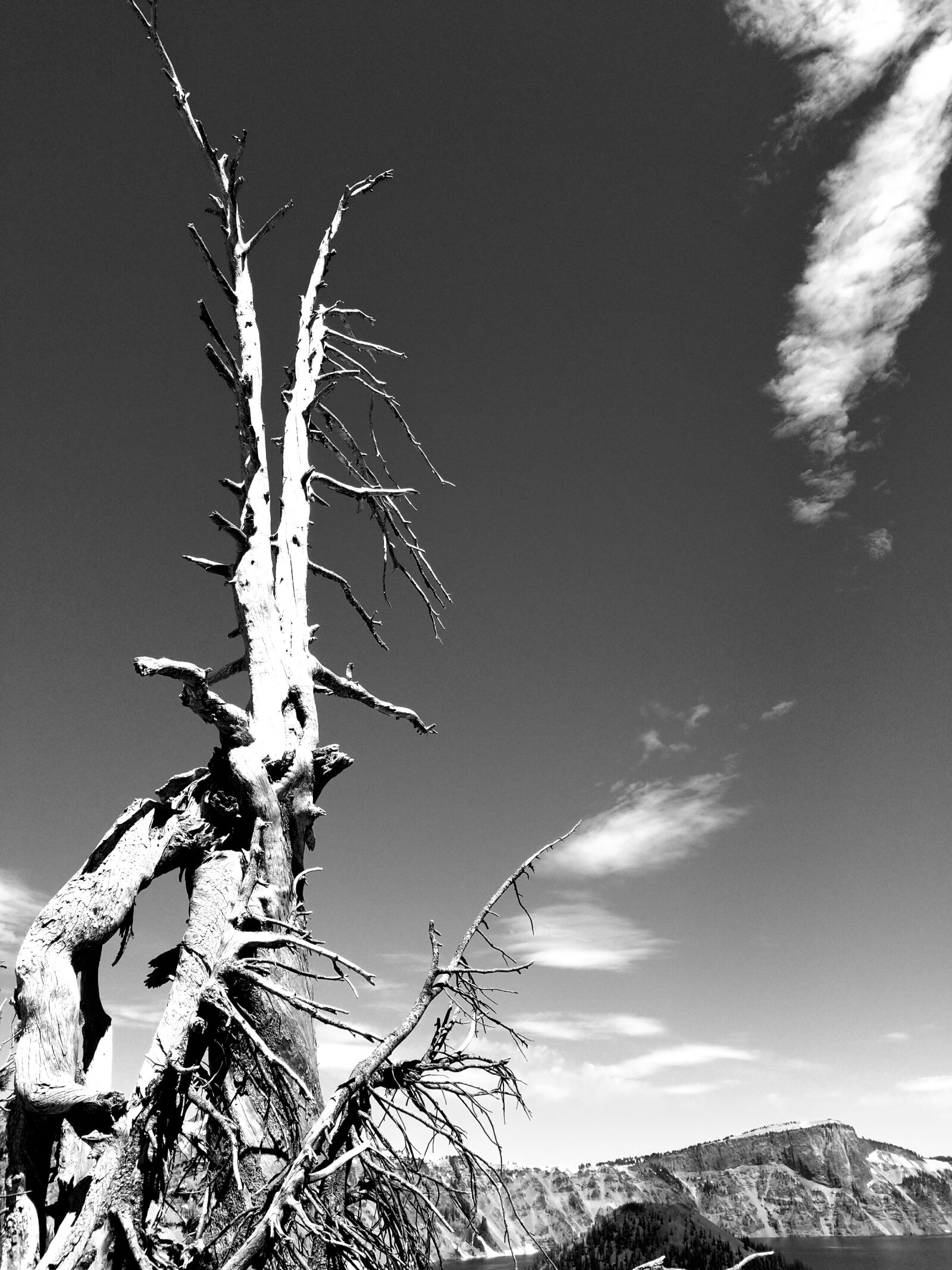 Samsung Galaxy S8 sample photo. Dead tree, black and photography