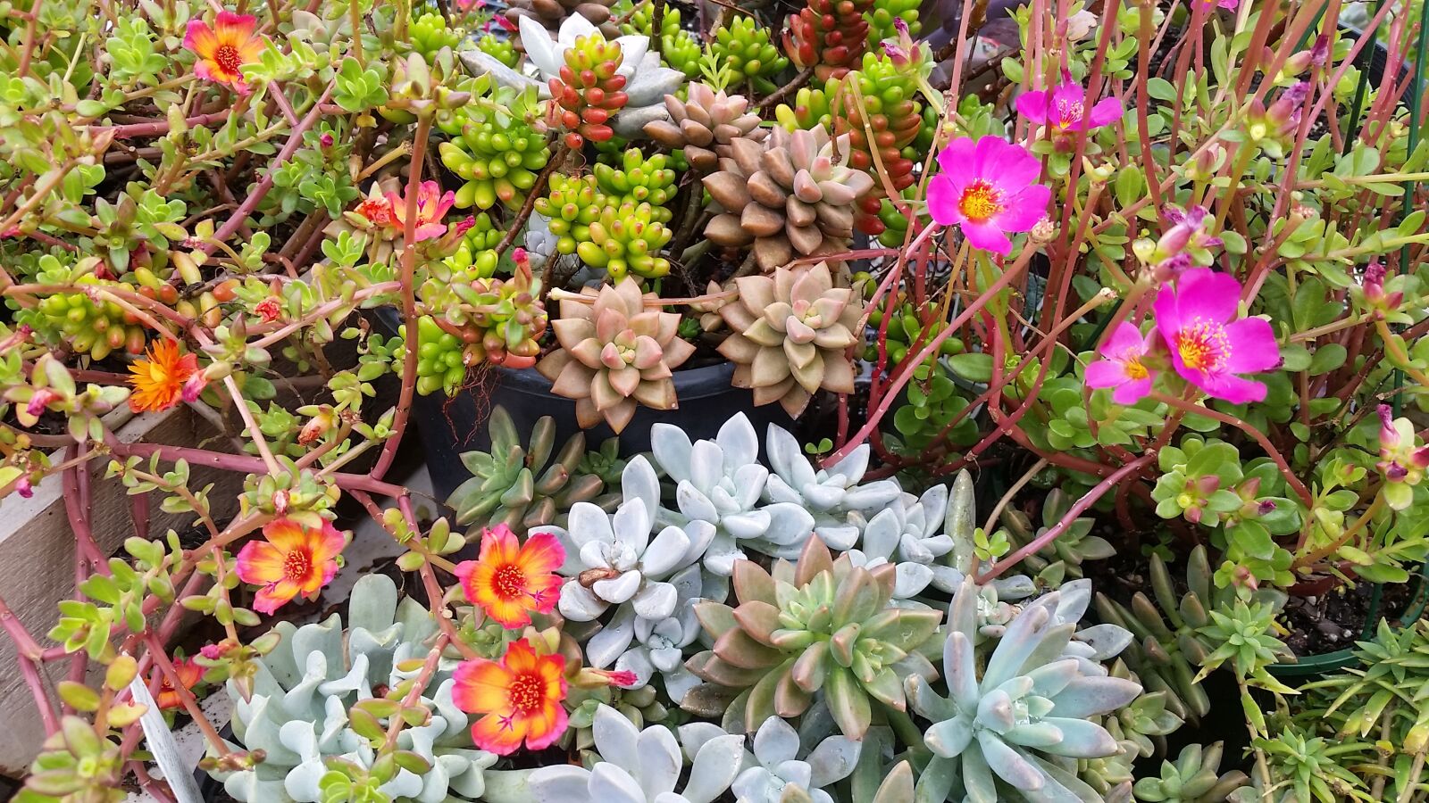 Samsung Galaxy S5 sample photo. Succulent, plants, colourful photography