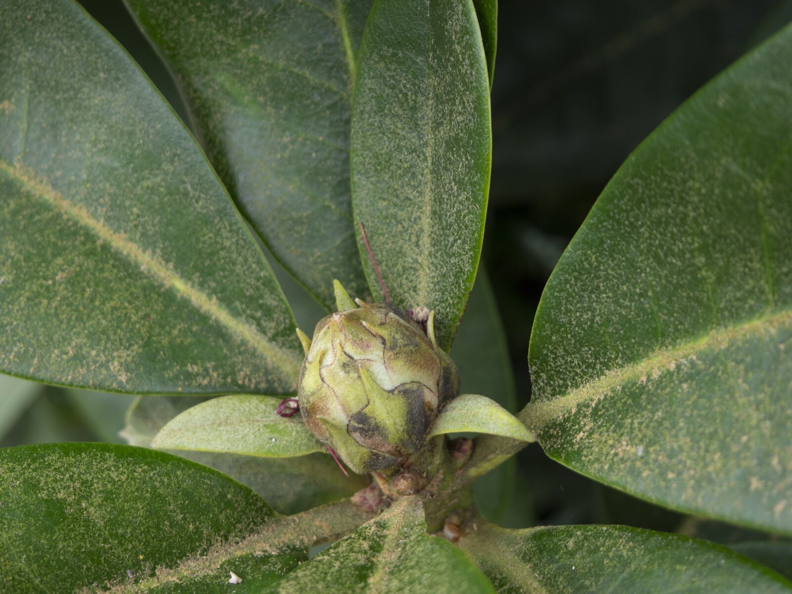 Olympus OM-D E-M10 II sample photo. Rhododendron, bud, spring photography