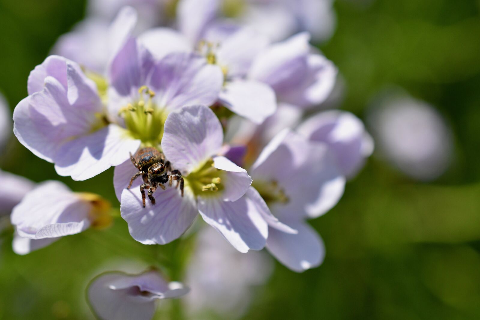 Nikon D5600 sample photo. Spider, flowers, spring photography