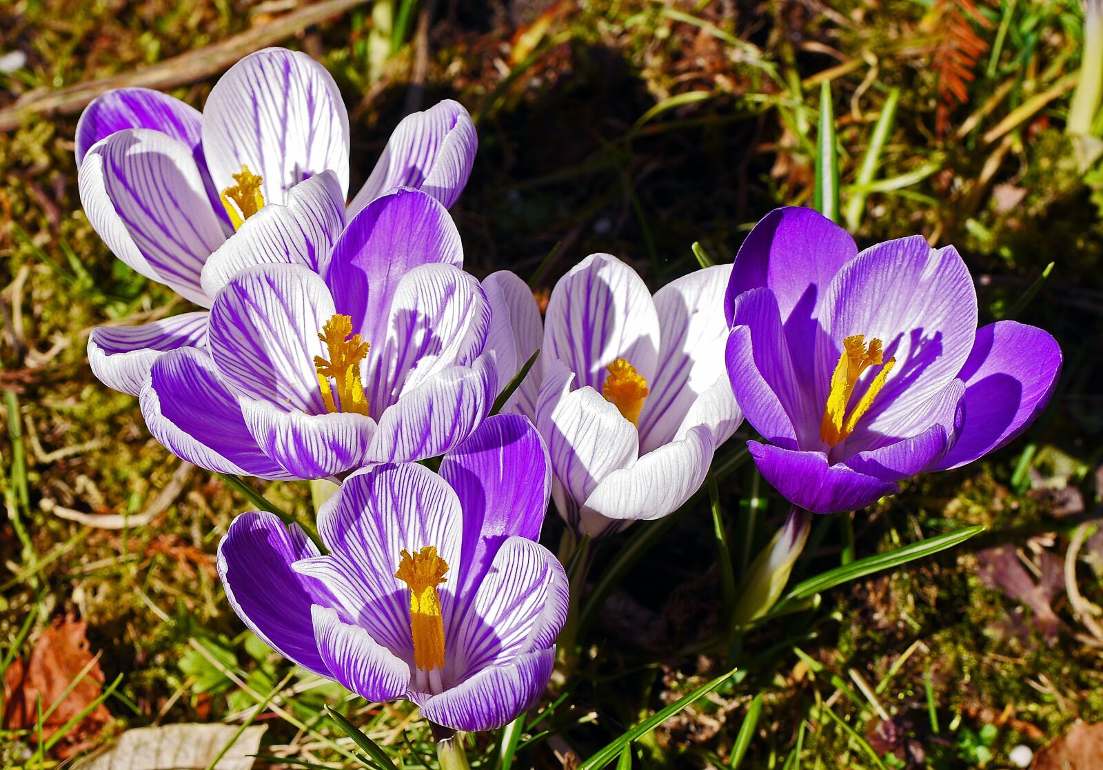 Panasonic Lumix DMC-GH3 sample photo. Crocus, breeding, white photography