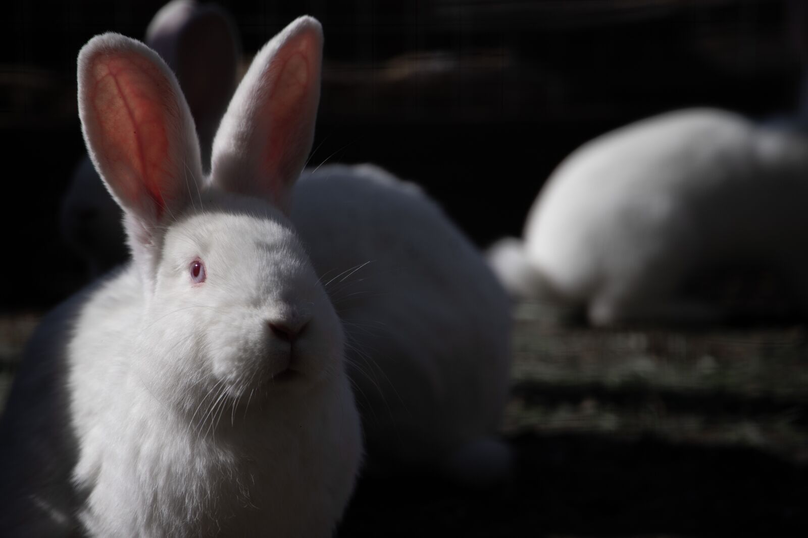 Canon EOS 6D Mark II sample photo. Hare, rabbit, easter photography