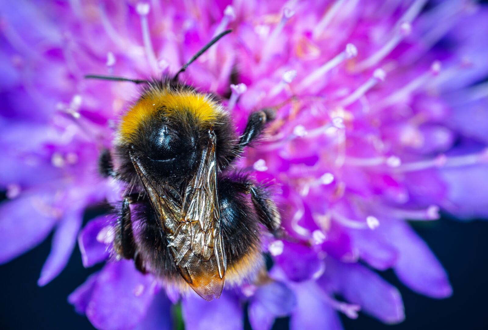 Sony a7R II sample photo. Macro, insect, bumblebee photography