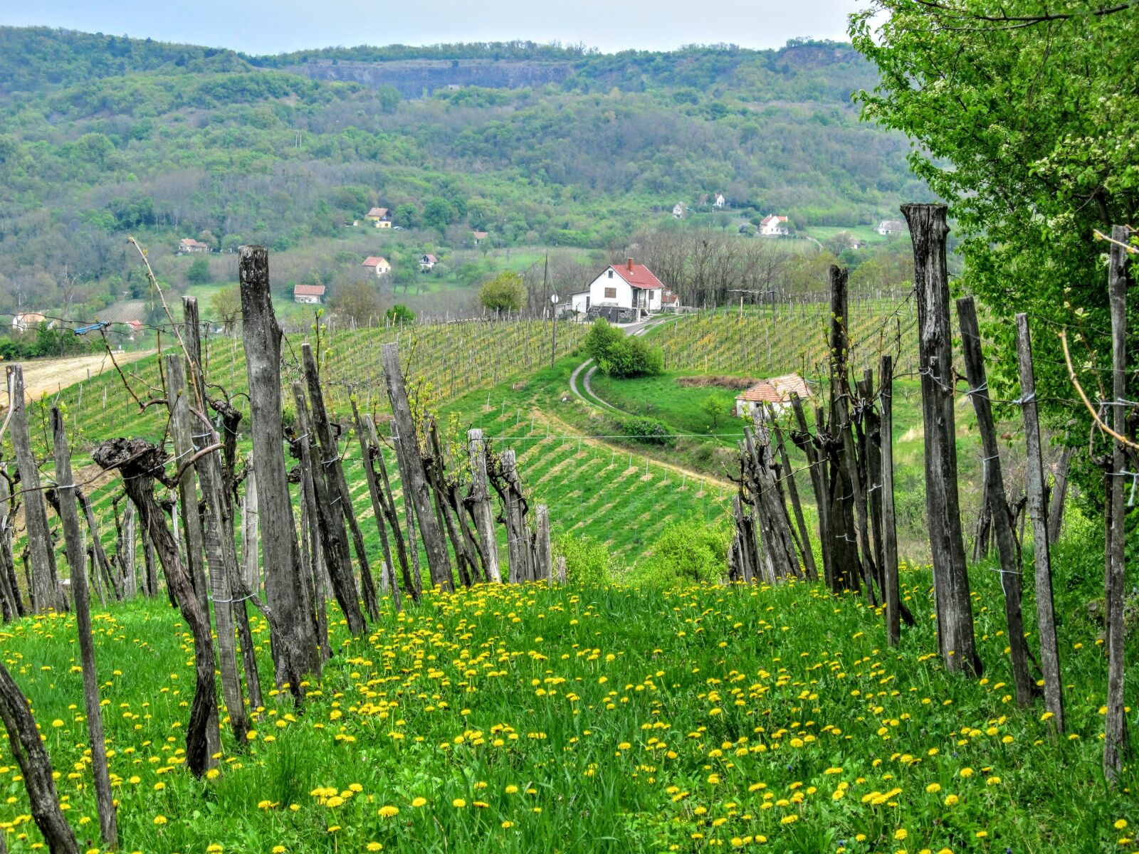 Canon PowerShot SX130 IS sample photo. Grape, wine region, wine photography