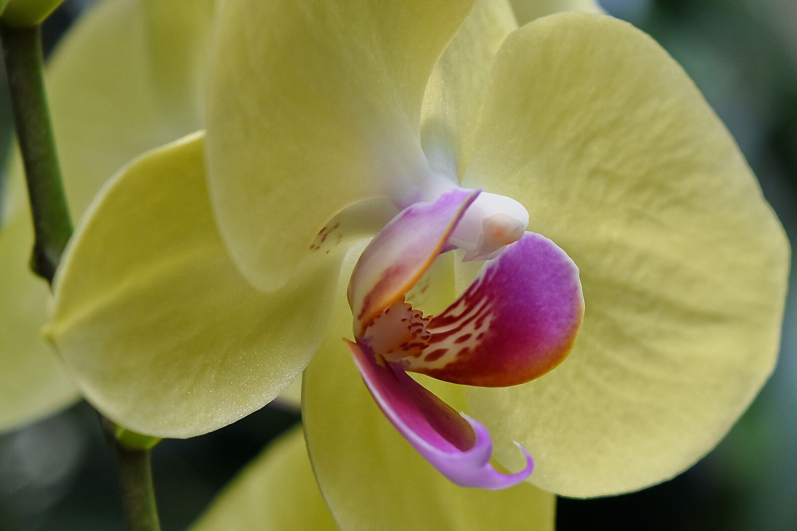 Nikon D5500 sample photo. Horticulture, orchid, pistil, plant photography