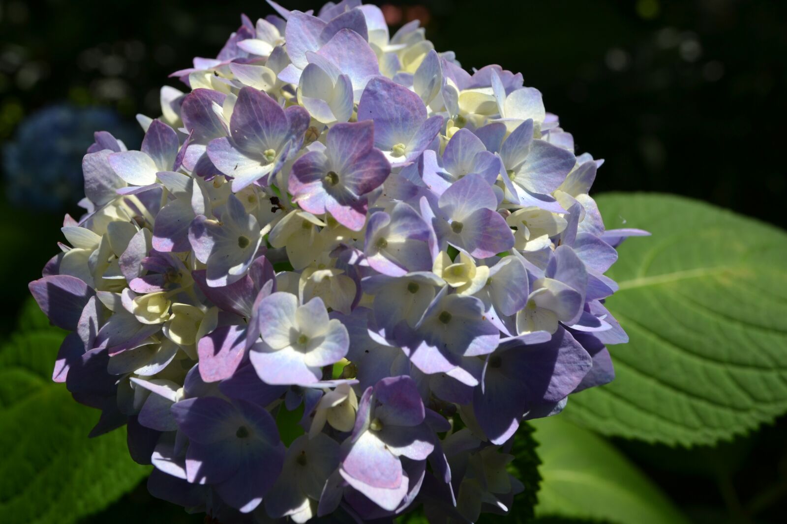 Nikon D3100 sample photo. Hydrangeas, nature, flowers photography