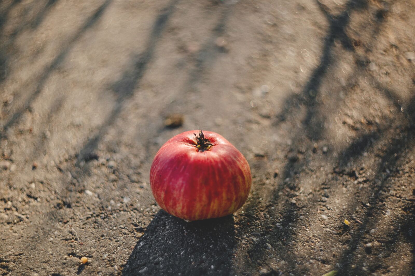 Canon EOS 6D sample photo. Nature, apple, asphalt photography