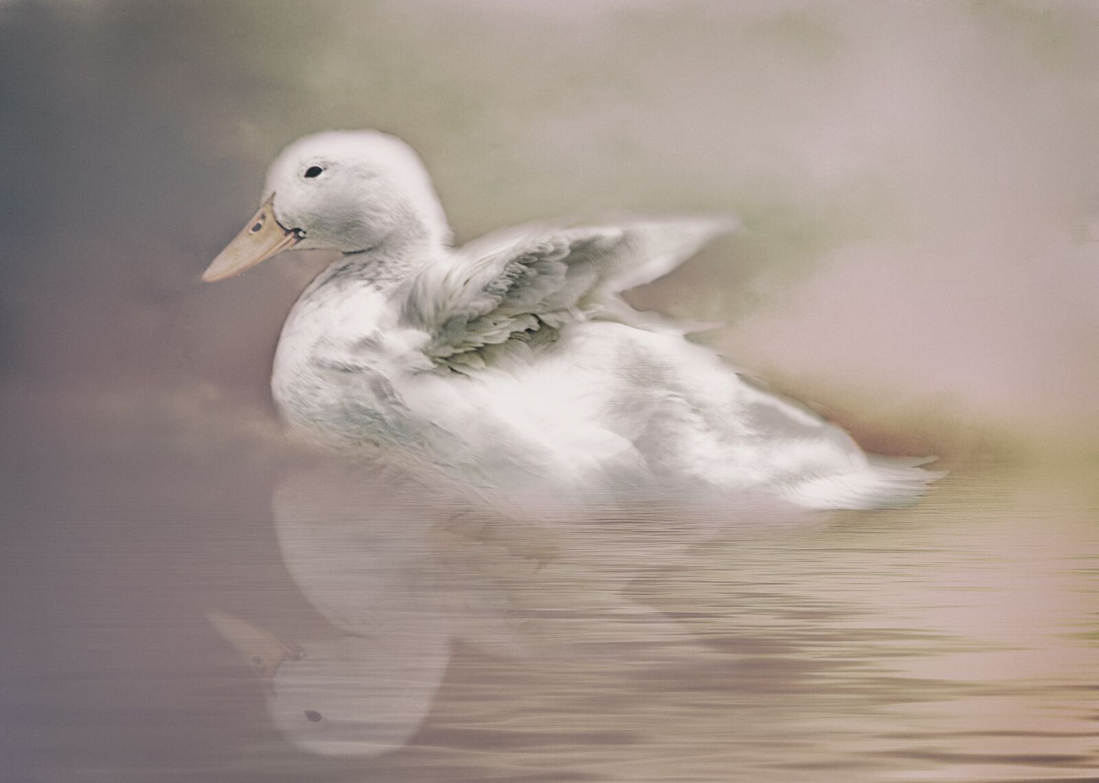 Canon EOS 600D (Rebel EOS T3i / EOS Kiss X5) sample photo. Duck, art, water photography