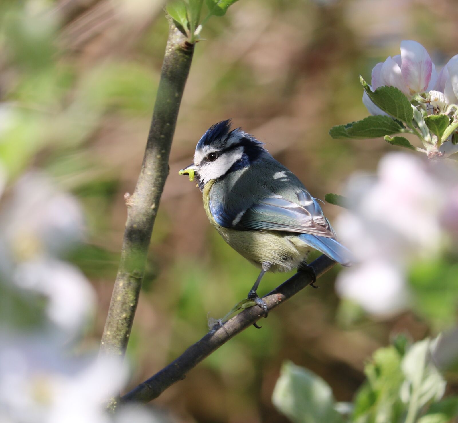 Canon EOS 750D (EOS Rebel T6i / EOS Kiss X8i) sample photo. Blue tit, bird, blossom photography